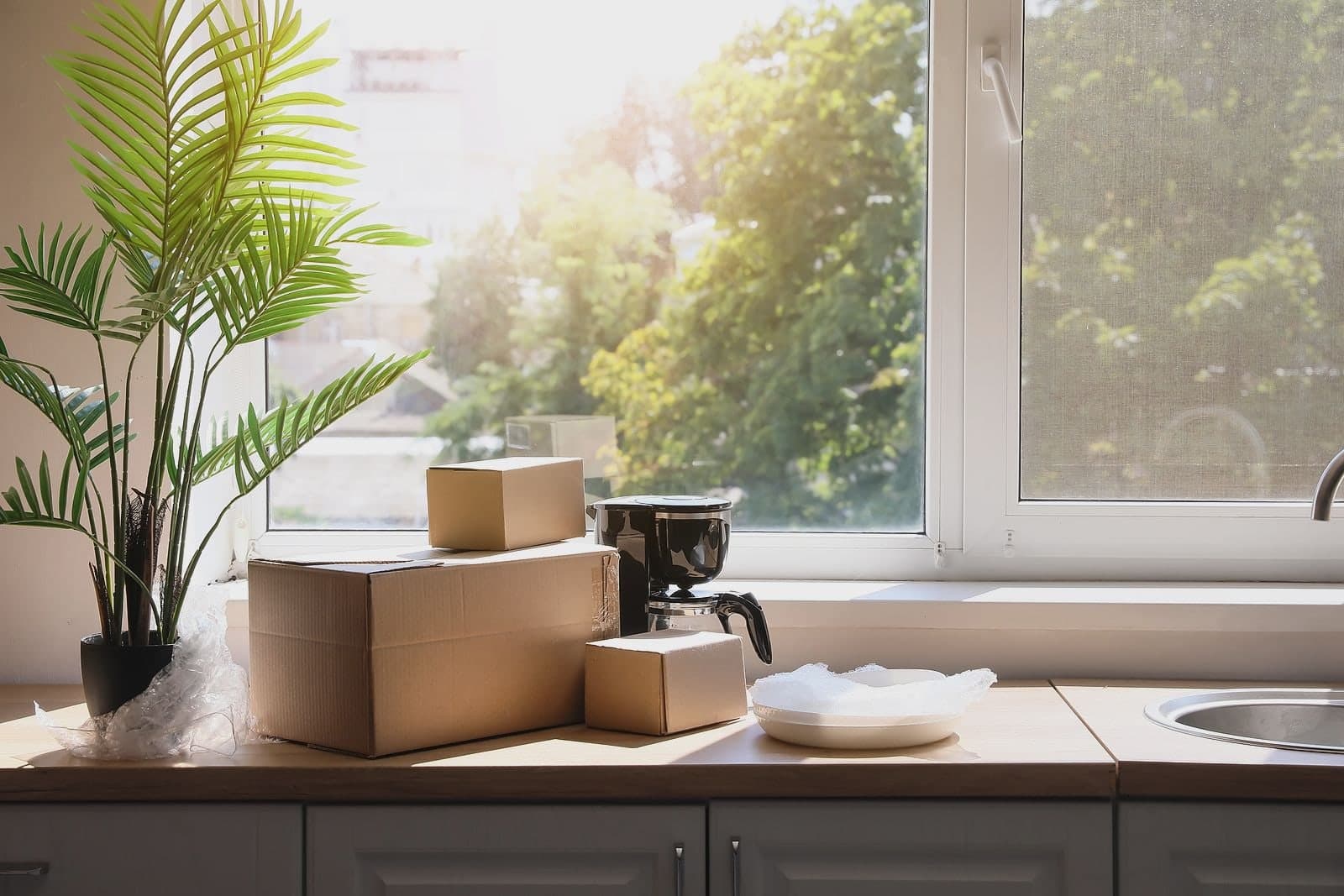 Cardboard boxes and a coffee maker on a kitchen counter by a sunny window, a potted palm beside them.