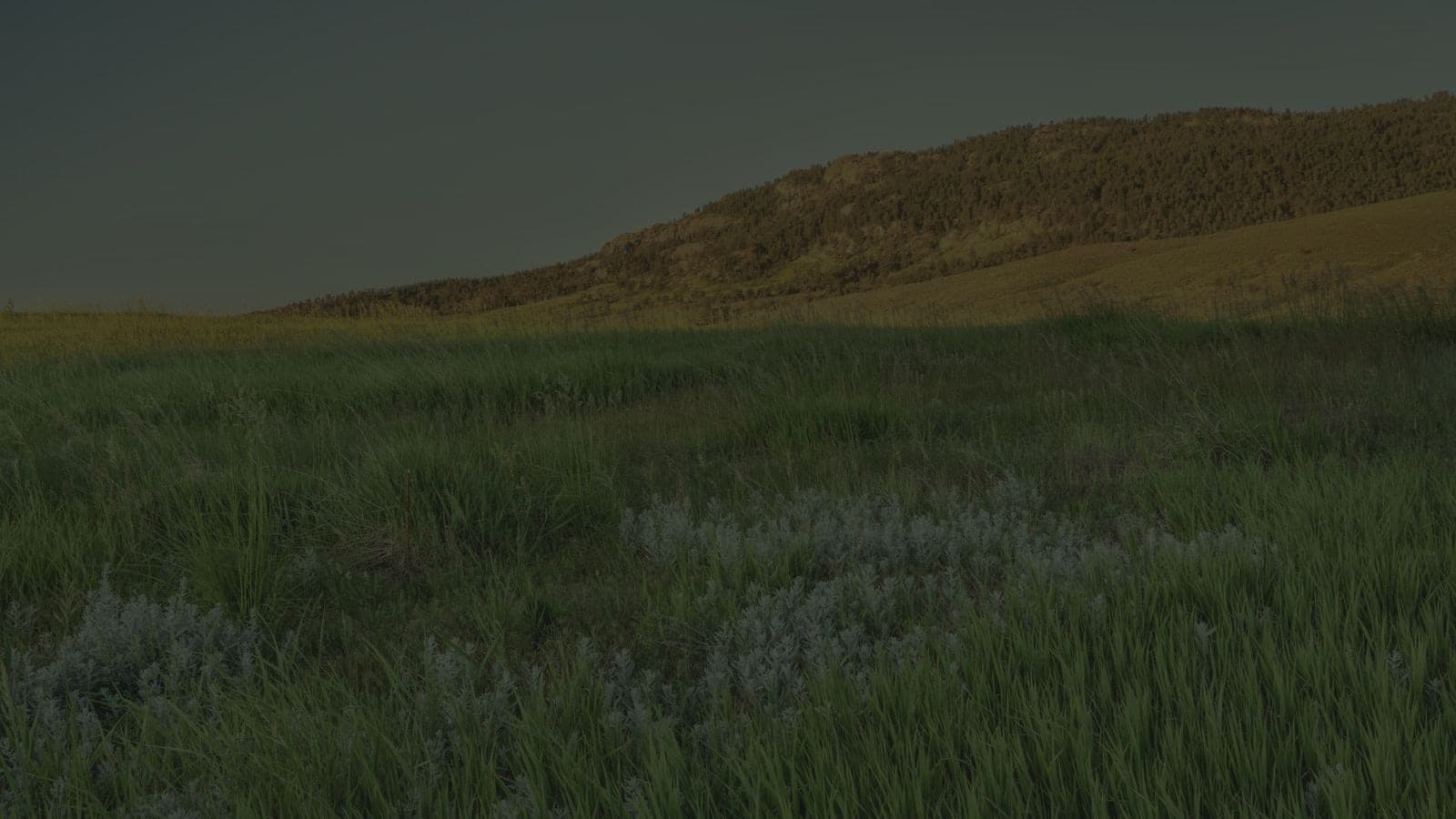 Grassland and sage running up to a foothills ridge west of Fort Collins, low morning sun along the top of it.